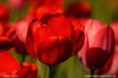 /album/fotogaleria/img-7639-tulipan-cerveny-jpg/